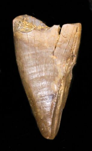 Tyrannosaur Premax Tooth (Aublysodon) - Montana #30827